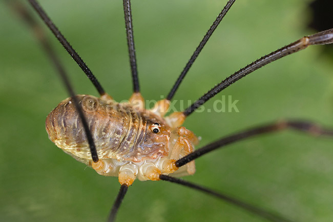 Mejer; Opilio parietinus; Led�je; ; ; spindlere; Mejere, Opilionidae