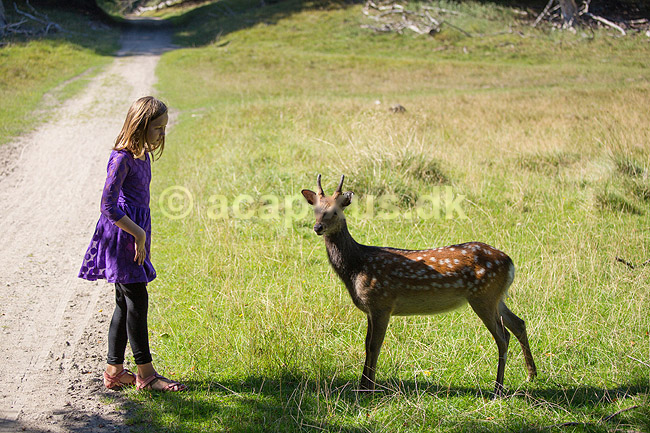 D�dyr. Et ungt d�dyr s�ger kontakt med ung pige i J�gersborg Dyrehave; Dama dama; J�gersborg Dyrehave / Sj�lland; ; ; pattedyr; Hjorte, Cervidae, Parrett�ede hovdyr, Artiodactyla, hjort, d�vildt, gevir, dr�vtygger, brunst, fallow deer, d�hjort, dovhjort