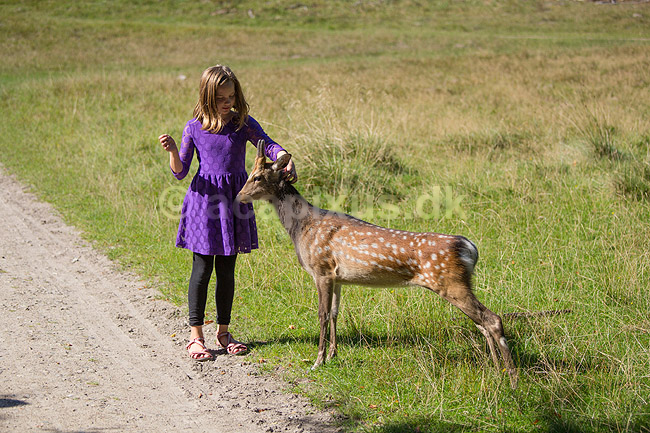 D�dyr. Et ungt d�dyr s�ger kontakt med ung pige i J�gersborg Dyrehave; Dama dama; J�gersborg Dyrehave / Sj�lland; ; ; pattedyr; Hjorte, Cervidae, Parrett�ede hovdyr, Artiodactyla, hjort, d�vildt, gevir, dr�vtygger, brunst, fallow deer, d�hjort, dovhjort