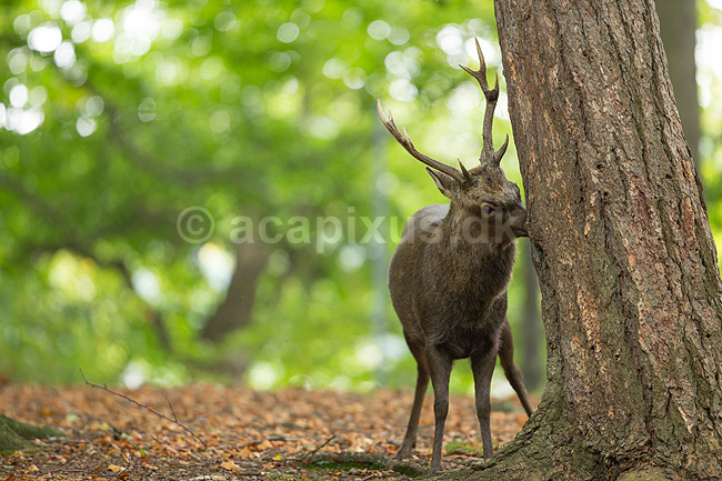 Sika. Sikahjort dufter duftspor p� tr�stamme; Cervus nippon; J�gersborg Dyrehave / Sj�lland; ; ; pattedyr; Hjorte, Cervidae, Parrett�ede hovdyr, Artiodactyla, hjort, sikahjort