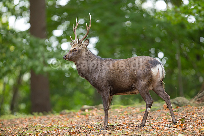 Sika. Sikahjort i skoven; Cervus nippon; J�gersborg Dyrehave / Sj�lland; ; ; pattedyr; Hjorte, Cervidae, Parrett�ede hovdyr, Artiodactyla, hjort, sikahjort