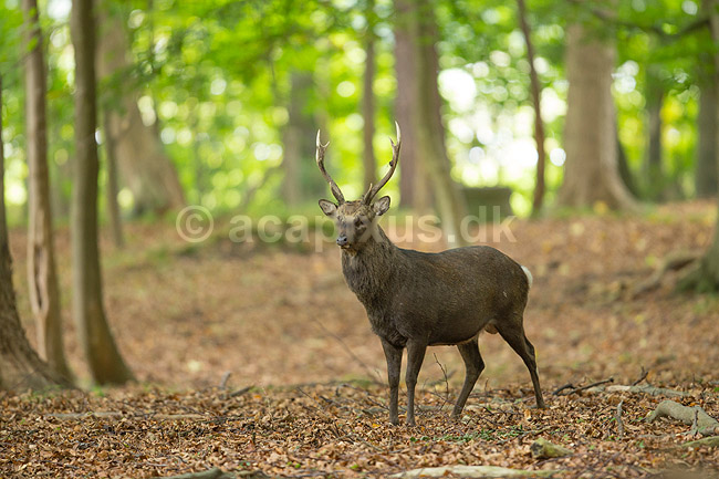 Sika. Sikahjort i skoven; Cervus nippon; J�gersborg Dyrehave / Sj�lland; ; ; pattedyr; Hjorte, Cervidae, Parrett�ede hovdyr, Artiodactyla, hjort, sikahjort