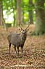 Sika. Sikahjort i skoven Cervus nippon J�gersborg Dyrehave / Sj�lland   pattedyr Hjorte, Cervidae, Parrett�ede hovdyr, Artiodactyla, hjort, sikahjort