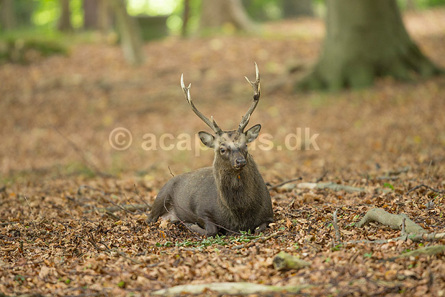 Sika. Sikahjort hviler i skovbunden; Cervus nippon; J�gersborg Dyrehave / Sj�lland; ; ; pattedyr; Hjorte, Cervidae, Parrett�ede hovdyr, Artiodactyla, hjort, sikahjort