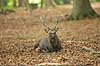 Sika. Sikahjort hviler i skovbunden Cervus nippon J�gersborg Dyrehave / Sj�lland   pattedyr Hjorte, Cervidae, Parrett�ede hovdyr, Artiodactyla, hjort, sikahjort