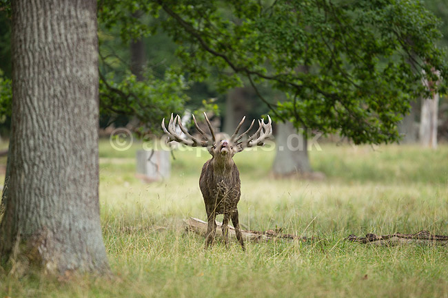 Kronhjort. Br�lende kronhjort i sit revir under brunstperioden; Cervus elaphus; J�gersborg Dyrehave / Sj�lland; ; ; pattedyr; Hjorte, kronhjorte, Cervidae, Parrett�ede hovdyr, Artiodactyla, Krondyr, Red deer, kronvildt, krondyr, kronhjorte, brunst, hjort