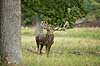 Kronhjort. Br�lende kronhjort i sit revir under brunstperioden Cervus elaphus J�gersborg Dyrehave / Sj�lland   pattedyr Hjorte, kronhjorte, Cervidae, Parrett�ede hovdyr, Artiodactyla, Krondyr, Red deer, kronvildt, krondyr, kronhjorte, brunst, hjort