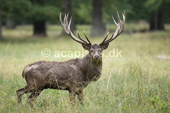 Kronhjort. Kronhjort i sit revir under brunstperioden; Cervus elaphus; J�gersborg Dyrehave / Sj�lland; ; ; pattedyr; Hjorte, kronhjorte, Cervidae, Parrett�ede hovdyr, Artiodactyla, Krondyr, Red deer, kronvildt, krondyr, kronhjorte, brunst, hjort