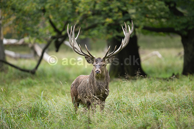 Kronhjort. Kronhjort i sit revir under brunstperioden; Cervus elaphus; J�gersborg Dyrehave / Sj�lland; ; ; pattedyr; Hjorte, kronhjorte, Cervidae, Parrett�ede hovdyr, Artiodactyla, Krondyr, Red deer, kronvildt, krondyr, kronhjorte, brunst, hjort