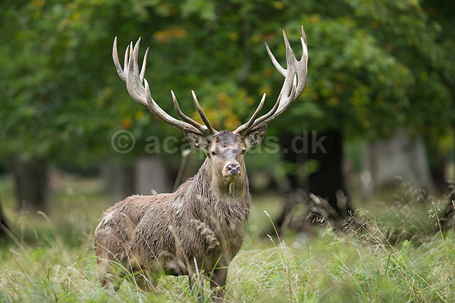 Kronhjort. Kronhjort i sit revir under brunstperioden; Cervus elaphus; J�gersborg Dyrehave / Sj�lland; ; ; pattedyr; Hjorte, kronhjorte, Cervidae, Parrett�ede hovdyr, Artiodactyla, Krondyr, Red deer, kronvildt, krondyr, kronhjorte, brunst, hjort