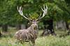 Kronhjort. Kronhjort i sit revir under brunstperioden Cervus elaphus J�gersborg Dyrehave / Sj�lland   pattedyr Hjorte, kronhjorte, Cervidae, Parrett�ede hovdyr, Artiodactyla, Krondyr, Red deer, kronvildt, krondyr, kronhjorte, brunst, hjort