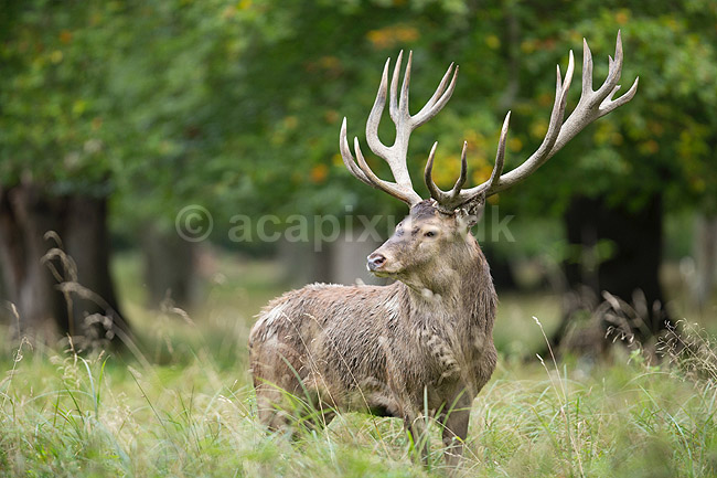 Kronhjort. Kronhjort i sit revir under brunstperioden; Cervus elaphus; J�gersborg Dyrehave / Sj�lland; ; ; pattedyr; Hjorte, kronhjorte, Cervidae, Parrett�ede hovdyr, Artiodactyla, Krondyr, Red deer, kronvildt, krondyr, kronhjorte, brunst, hjort