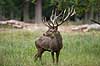 Kronhjort. Kronhjort i sit revir under brunstperioden Cervus elaphus J�gersborg Dyrehave / Sj�lland   pattedyr Hjorte, kronhjorte, Cervidae, Parrett�ede hovdyr, Artiodactyla, Krondyr, Red deer, kronvildt, krondyr, kronhjorte, brunst, hjort