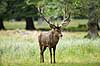 Kronhjort. Kronhjort i sit revir under brunstperioden Cervus elaphus J�gersborg Dyrehave / Sj�lland   pattedyr Hjorte, kronhjorte, Cervidae, Parrett�ede hovdyr, Artiodactyla, Krondyr, Red deer, kronvildt, krondyr, kronhjorte, brunst, hjort