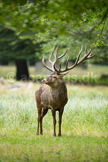 Kronhjort. Kronhjort i sit revir under brunstperioden; Cervus elaphus; J�gersborg Dyrehave / Sj�lland; ; ; pattedyr; Hjorte, kronhjorte, Cervidae, Parrett�ede hovdyr, Artiodactyla, Krondyr, Red deer, kronvildt, krondyr, kronhjorte, brunst, hjort