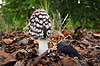 Skade bl�khat. Skadebl�khat og sort skovsnegl Coprinus picaceus    Planter svamp, svampe, paddehat, paddehatte