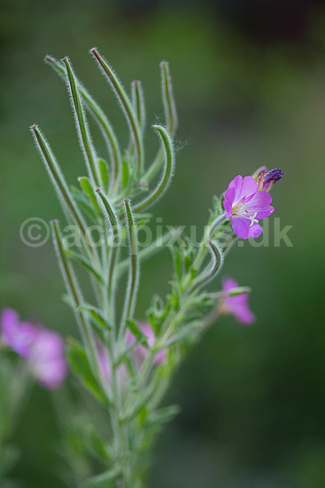 Dunet dueurt. Blomst og fr�stande af dueurt; Epilobium parviflorum; ; ; ; Planter; Natlysfamilien, Oenotheraceae, Onagraceae, Myrte-ordenen, Myrtales