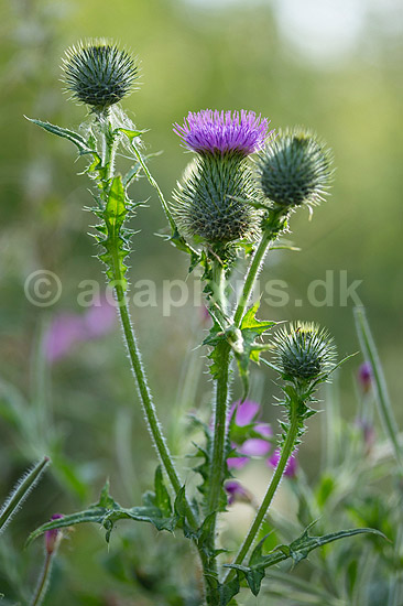 Horse-tidsel. Blomsterstande p� horsetidsel; Cirsium vulgare; ; ; ; Planter; Tidsler, Kurveblomst-familien, Asteraceae, Compositae, ukrudt
