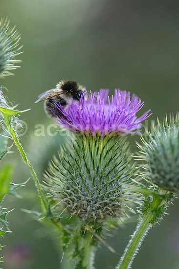 Horse-tidsel. Bi s�ger pollen p� blomsterstand af horsetidsel; Cirsium vulgare; ; ; ; Planter; Tidsler, Kurveblomst-familien, Asteraceae, Compositae, ukrudt