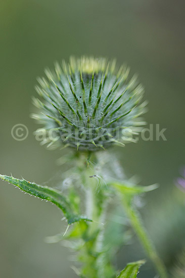 Horse-tidsel. Blomsterknop p� horsetidsel; Cirsium vulgare; ; ; ; Planter; Tidsler, Kurveblomst-familien, Asteraceae, Compositae, ukrudt