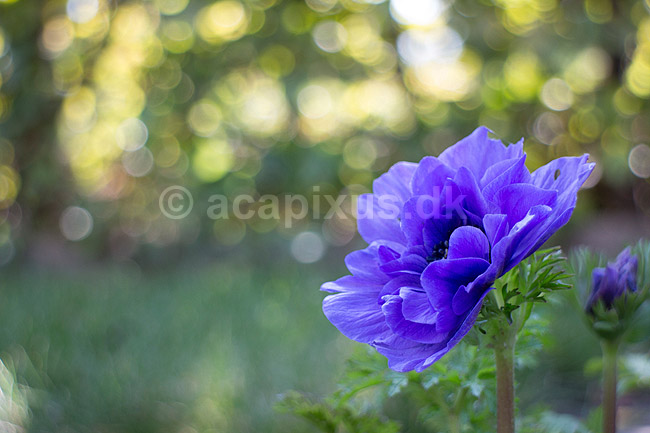 Fransk anemone; Anemone coronaria; ; ; ; Planter; Anemoner, franske anemoner, haveplante, haveplanter, prydplante, prydplanter, l�gplante, l�gplanter, staude, stauder