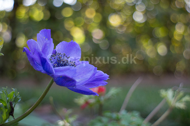 Fransk anemone; Anemone coronaria; ; ; ; Planter; Anemoner, franske anemoner, haveplante, haveplanter, prydplante, prydplanter, l�gplante, l�gplanter, staude, stauder