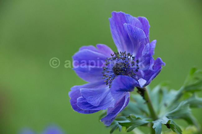 Fransk anemone; Anemone coronaria; ; ; ; Planter; Anemoner, franske anemoner, haveplante, haveplanter, prydplante, prydplanter, l�gplante, l�gplanter, staude, stauder