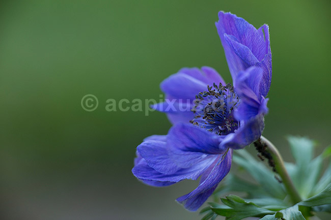 Fransk anemone; Anemone coronaria; ; ; ; Planter; Anemoner, franske anemoner, haveplante, haveplanter, prydplante, prydplanter, l�gplante, l�gplanter, staude, stauder