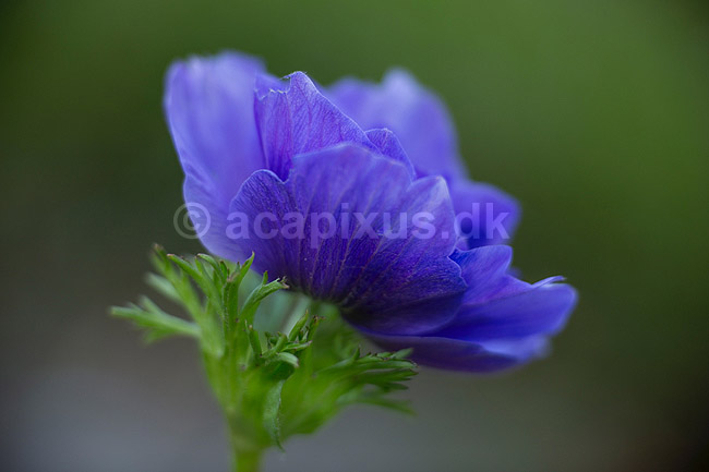 Fransk anemone; Anemone coronaria; ; ; ; Planter; Anemoner, franske anemoner, haveplante, haveplanter, prydplante, prydplanter, l�gplante, l�gplanter, staude, stauder
