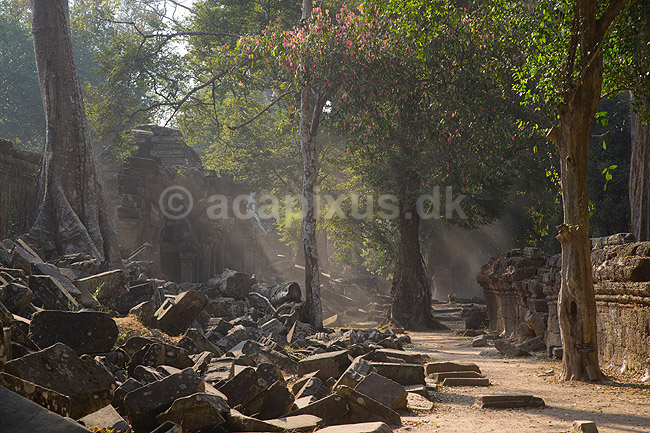Ta Prohm / Angkor Wat. Ta Prohm templet i Angkor Archeological Park, World Heritage Site, bygget i 12e �rhundrede af Jayavarman VII; ; Angkor Archeological Park / Siem Reap; Cambodia; ; ; Angkor Wat, Templer, Khmer riget