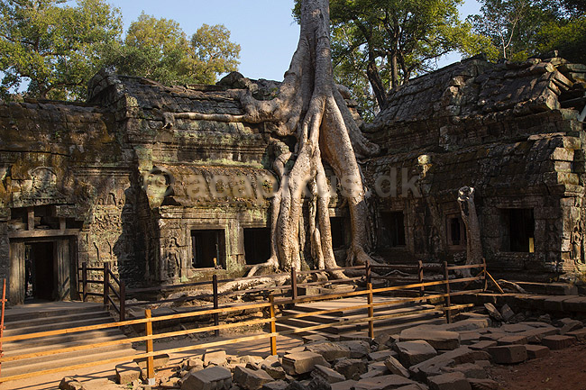 Ta Prohm / Angkor Wat. Ta Prohm templet i Angkor Archeological Park, World Heritage Site, bygget i 12e �rhundrede af Jayavarman VII; ; Angkor Archeological Park / Siem Reap; Cambodia; ; ; Angkor Wat, Templer, Khmer riget