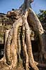 Ta Prohm / Angkor Wat. Ta Prohm templet i Angkor Archeological Park, World Heritage Site, bygget i 12e �rhundrede af Jayavarman VII  Angkor Archeological Park / Siem Reap Cambodia   Angkor Wat, Templer, Khmer riget