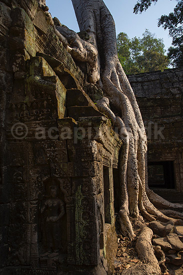 Ta Prohm / Angkor Wat. Ta Prohm templet i Angkor Archeological Park, World Heritage Site, bygget i 12e �rhundrede af Jayavarman VII; ; Angkor Archeological Park / Siem Reap; Cambodia; ; ; Angkor Wat, Templer, Khmer riget