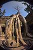 Ta Prohm / Angkor Wat. Ta Prohm templet i Angkor Archeological Park, World Heritage Site, bygget i 12e �rhundrede af Jayavarman VII  Angkor Archeological Park / Siem Reap Cambodia   Angkor Wat, Templer, Khmer riget