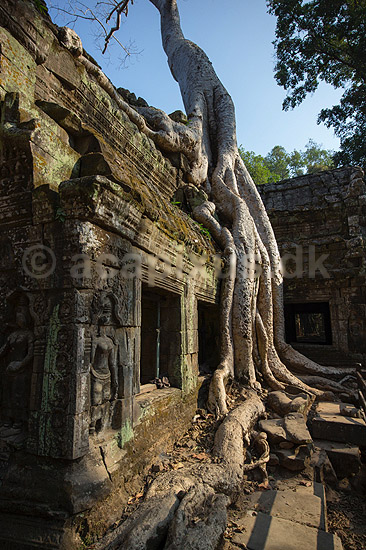 Ta Prohm / Angkor Wat. Ta Prohm templet i Angkor Archeological Park, World Heritage Site, bygget i 12e �rhundrede af Jayavarman VII; ; Angkor Archeological Park / Siem Reap; Cambodia; ; ; Angkor Wat, Templer, Khmer riget