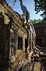 Ta Prohm / Angkor Wat. Ta Prohm templet i Angkor Archeological Park, World Heritage Site, bygget i 12e �rhundrede af Jayavarman VII  Angkor Archeological Park / Siem Reap Cambodia   Angkor Wat, Templer, Khmer riget