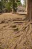 Ta Prohm / Angkor Wat. Tr�r�dder i Ta Prohm templet i Angkor Archeological Park, World Heritage Site, bygget i 12e �rhundrede af Jayavarman VII  Angkor Archeological Park / Siem Reap Cambodia   Angkor Wat, Templer, Khmer riget