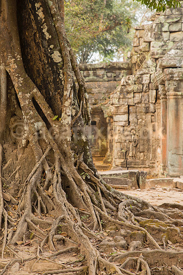 Ta Prohm / Angkor Wat. Tr�r�dder i Ta Prohm templet i Angkor Archeological Park, World Heritage Site, bygget i 12e �rhundrede af Jayavarman VII; ; Angkor Archeological Park / Siem Reap; Cambodia; ; ; Angkor Wat, Templer, Khmer riget