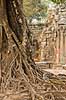 Ta Prohm / Angkor Wat. Tr�r�dder i Ta Prohm templet i Angkor Archeological Park, World Heritage Site, bygget i 12e �rhundrede af Jayavarman VII  Angkor Archeological Park / Siem Reap Cambodia   Angkor Wat, Templer, Khmer riget