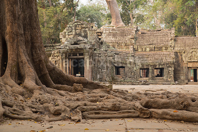 Ta Prohm / Angkor Wat. Tr�r�dder i Ta Prohm templet i Angkor Archeological Park, World Heritage Site, bygget i 12e �rhundrede af Jayavarman VII; ; Angkor Archeological Park / Siem Reap; Cambodia; ; ; Angkor Wat, Templer, Khmer riget