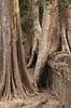Ta Prohm / Angkor Wat. Tr�r�dder i Ta Prohm templet i Angkor Archeological Park, World Heritage Site, bygget i 12e �rhundrede af Jayavarman VII  Angkor Archeological Park / Siem Reap Cambodia   Angkor Wat, Templer, Khmer riget