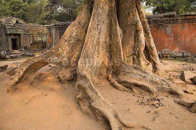 Ta Prohm / Angkor Wat. Tr�r�dder i Ta Prohm templet i Angkor Archeological Park, World Heritage Site, bygget i 12e �rhundrede af Jayavarman VII; ; Angkor Archeological Park / Siem Reap; Cambodia; ; ; Angkor Wat, Templer, Khmer riget