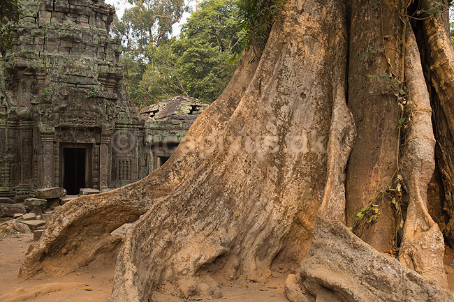 Ta Prohm / Angkor Wat. Tr�r�dder i Ta Prohm templet i Angkor Archeological Park, World Heritage Site, bygget i 12e �rhundrede af Jayavarman VII; ; Angkor Archeological Park / Siem Reap; Cambodia; ; ; Angkor Wat, Templer, Khmer riget
