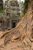 Ta Prohm / Angkor Wat. Tr�r�dder i Ta Prohm templet i Angkor Archeological Park, World Heritage Site, bygget i 12e �rhundrede af Jayavarman VII  Angkor Archeological Park / Siem Reap Cambodia   Angkor Wat, Templer, Khmer riget