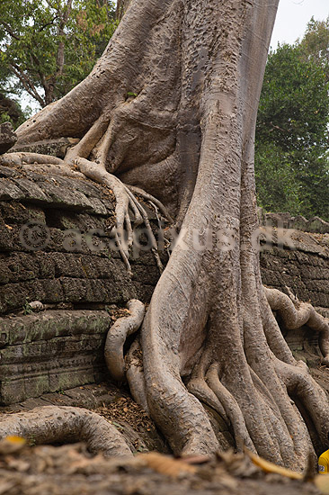 Ta Prohm / Angkor Wat. Tr�r�dder i Ta Prohm templet i Angkor Archeological Park, World Heritage Site, bygget i 12e �rhundrede af Jayavarman VII; ; Angkor Archeological Park / Siem Reap; Cambodia; ; ; Angkor Wat, Templer, Khmer riget
