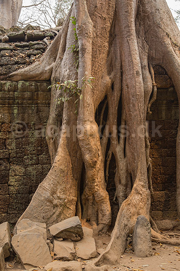 Ta Prohm / Angkor Wat. Tr�r�dder i Ta Prohm templet i Angkor Archeological Park, World Heritage Site, bygget i 12e �rhundrede af Jayavarman VII; ; Angkor Archeological Park / Siem Reap; Cambodia; ; ; Angkor Wat, Templer, Khmer riget