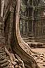 Ta Prohm / Angkor Wat. Tr�r�dder i Ta Prohm templet i Angkor Archeological Park, World Heritage Site, bygget i 12e �rhundrede af Jayavarman VII  Angkor Archeological Park / Siem Reap Cambodia   Angkor Wat, Templer, Khmer riget