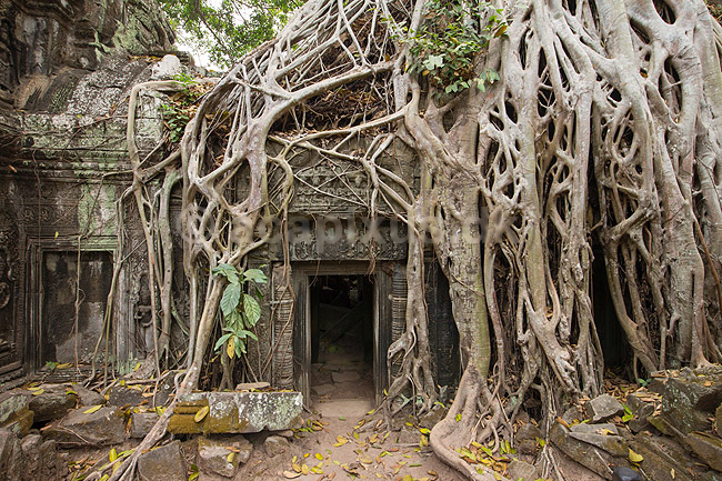 Ta Prohm / Angkor Wat. Tr�r�dder i Ta Prohm templet i Angkor Archeological Park, World Heritage Site, bygget i 12e �rhundrede af Jayavarman VII; ; Angkor Archeological Park / Siem Reap; Cambodia; ; ; Angkor Wat, Templer, Khmer riget