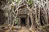 Ta Prohm / Angkor Wat. Tr�r�dder i Ta Prohm templet i Angkor Archeological Park, World Heritage Site, bygget i 12e �rhundrede af Jayavarman VII  Angkor Archeological Park / Siem Reap Cambodia   Angkor Wat, Templer, Khmer riget