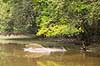 Fisker med kastenet. Mand fisker med kastenet i s� i Angkor Archeological Park, World Heritage Site  Angkor Archeological Park / Siem Reap Cambodia   Angkor Wat, Templer, Khmer riget